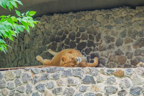 Živá Sleepce Sun Rock Lvice Panthera Leo Lže Odpočívá Šedých — Stock fotografie