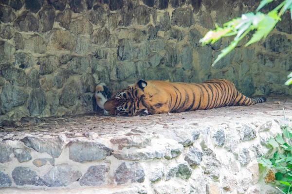 Male Adult Bengal Tiger Sleeping Ground Thailand Asia Big Striped — Stock fotografie