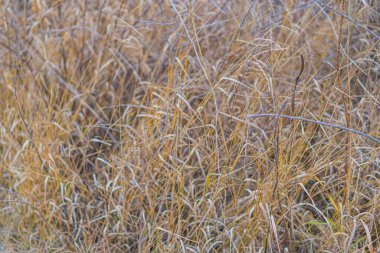 Yapraksız, kuru ve ince dalları olan gri bir ağaç. Sonbahar, bahar zamanı. Dokulu bir çalıya yakın çekim. Ormandaki kurumuş bir bitkinin soyut, doğal arka planı..