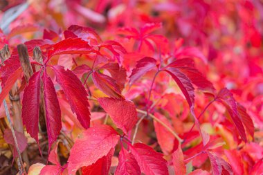 Kırmızı yaprak dokusu. Kırmızı yaprak dokusu kırmızı yaprak dokusu. Yaprak dokusu arka planı. Sonbahar alevli kırmızı yapraklar. Sonbahar arkaplanı bırakır