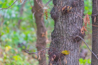 Ağaç gövdesi fotoğrafı. Bagajın kabuğu haşereler tarafından istila edilmiş. Havlama havası hava tarafından yok edildi. Bagajın yüzeyinde çatlaklar ve zambaklar var. Ağaç dokusunun ahşap kabuğu