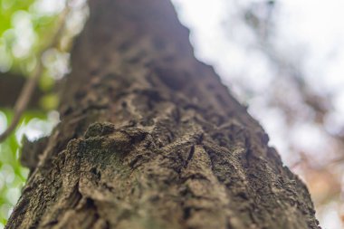 Ağaç gövdesi fotoğrafı. Bagajın kabuğu haşereler tarafından istila edilmiş. Havlama havası hava tarafından yok edildi. Bagajın yüzeyinde çatlaklar ve zambaklar var. Ağaç dokusunun ahşap kabuğu