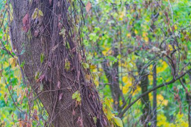 Ağaç gövdesi fotoğrafı. Bagajın kabuğu haşereler tarafından istila edilmiş. Havlama havası hava tarafından yok edildi. Bagajın yüzeyinde çatlaklar ve zambaklar var. Ağaç dokusunun ahşap kabuğu