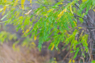 Yeşil Yapraklar Arkaplanı. Yeşil yaprak akasya dokusu. Yaprak dokusu arka planı. Doğal arka plan için akasya yaprağı. Çevrede akasya yaprağı dokusu