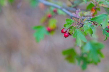 Bir çalılığın dallarına Rosehip yakın plan. Olgun kalçalar bahçede büyür. Köpeğin kırmızı gül kalçası. Rosa canina (yaygın olarak köpek gülü olarak bilinir), Avrupa 'ya özgü bir yaban gülü türüdür..