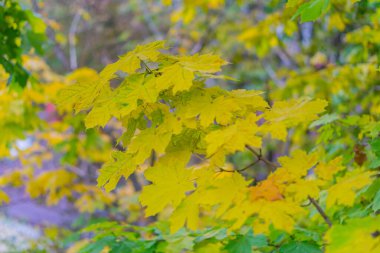 Sonbahar yaprakları. Akçaağaç sonbaharın başında ayrılır. Ağaçtaki yeşil ve sarı yapraklar. Sonbahar yapraklarının arka planı. Sonbahar arkaplanı