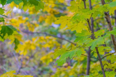 Sonbahar yaprakları. Akçaağaç sonbaharın başında ayrılır. Ağaçtaki yeşil ve sarı yapraklar. Sonbahar yapraklarının arka planı. Sonbahar arkaplanı