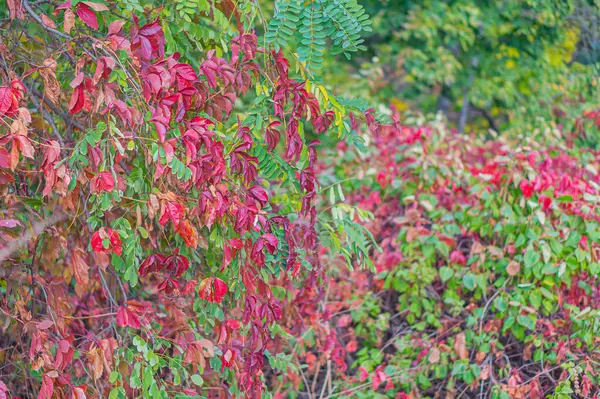red leaf texture. Red leaf texture red leaf texture. Leaf texture background. fall background fiery red leaves. Fall leaves background