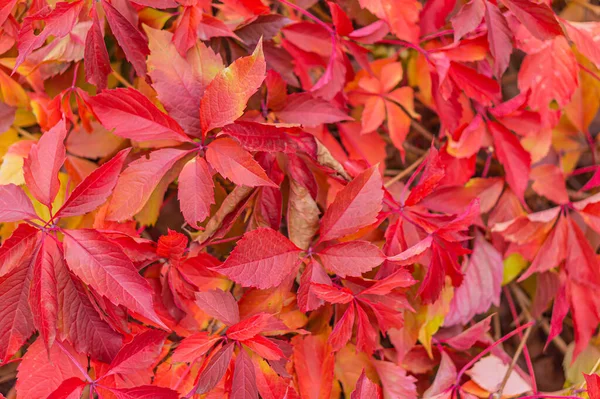 red leaf texture. Red leaf texture red leaf texture. Leaf texture background. fall background fiery red leaves. Fall leaves background