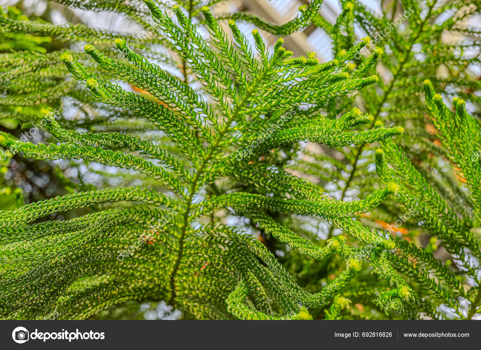 Norfolk Island Pine Araucaria Heterophylla Green Leaves Background It's ...