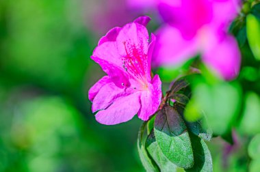Rhododendron indicum, Japonya 'da yaşayan bir açelya Rhododendron türüdür. Kirishima-tsutsuji. Mor tonlarda güzel bir bahar çiçeği