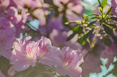 Rhododendron indicum, Japonya 'da yaşayan bir açelya Rhododendron türüdür. Kirishima-tsutsuji. Mor tonlarda güzel bir bahar çiçeği