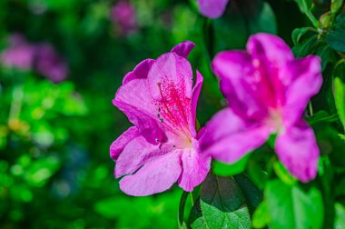 Rhododendron indicum, Japonya 'da yaşayan bir açelya Rhododendron türüdür. Kirishima-tsutsuji. Mor tonlarda güzel bir bahar çiçeği