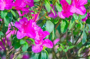 Rhododendron indicum, Japonya 'da yaşayan bir açelya Rhododendron türüdür. Kirishima-tsutsuji. Mor tonlarda güzel bir bahar çiçeği