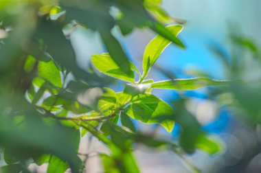 Doğal yeşil yapraklar bitkileri bahar ekolojisi yeşilliği olarak kullanır. Bahçede yetişen egzotik bitkinin taze yeşil yaprağının yakından çekimi. Yeşil bitki yaprakları. Bahçedeki yeşil yaprakların doğası.