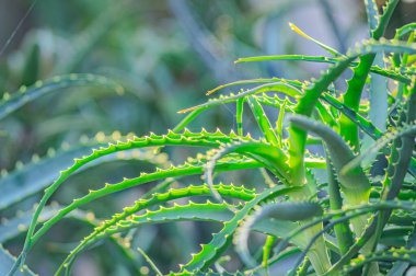 Aloe Vera tropikal yeşil bitkiler sıcak havayı hoş görürler. Yeşil yaprakların yakın çekimi, aloe vera. Aloe Vera cilt bakımı ve saç bakımı için çok kullanışlı bir bitkisel ilaçtır..