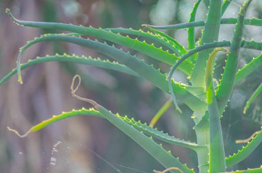 Aloe Vera tropikal yeşil bitkiler sıcak havayı hoş görürler. Yeşil yaprakların yakın çekimi, aloe vera. Aloe Vera cilt bakımı ve saç bakımı için çok kullanışlı bir bitkisel ilaçtır..