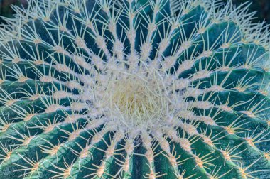 Kaktüs iğneleri yakın plan, yeşil sulu yakın çekim, canlı kaktüs dokusu, yasal doğal arka plan, detaylı kaktüs dokusu yakın plan, yeşil arka planda kaktüs iğneleri, yemyeşil renk gradyan