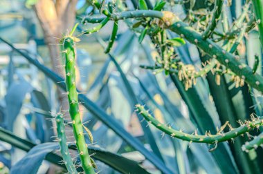 Yakın çekim sulu kaktüsler Euphorbia Aeruginosa Minyatür saguaro Tiger armudu, Opuntia aurantiaca, yaygın olarak kaplan armudu, eklem kaktüsü ya da Güney Amerika eklemli dikenli armut kaktüsü olarak bilinir.