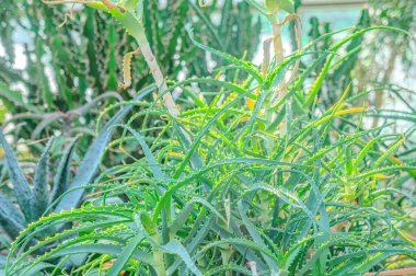 Aloe Vera tropikal yeşil bitkiler sıcak havayı hoş görürler. Yeşil yaprakların yakın çekimi, aloe vera. Aloe Vera cilt bakımı ve saç bakımı için çok kullanışlı bir bitkisel ilaçtır..