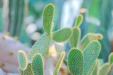 Dikenli armut, namı diğer Nopal, Opuntia fius-indica, Indian Fig Opuntia veya barbar incir. Ton balığı denen dikenli, yenilebilir yuvarlak meyveleri olan bir kaktüs. Düz yeşil kaktüs, yakın plan, aciculata.