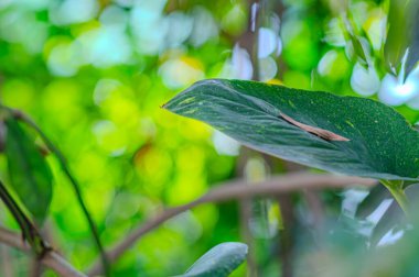 Doğal yeşil yapraklar bitkileri bahar ekolojisi yeşilliği olarak kullanır. Bahçede yetişen egzotik bitkinin taze yeşil yaprağının yakından çekimi. Yeşil bitki yaprakları. Bahçedeki yeşil yaprakların doğası.