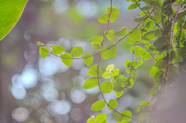 Güneşli bir günde ormanda yetişen kayın ağacının yeşil yaprakları bulanık arka planda. Güneşin altında ilkbahar bitkileri