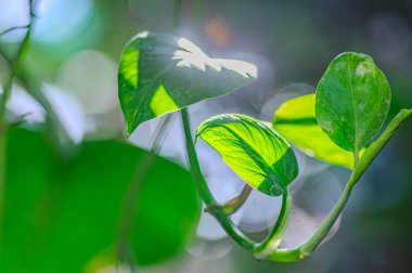 Güneşli bir günde ormanda yetişen kayın ağacının yeşil yaprakları bulanık arka planda. Güneşin altında ilkbahar bitkileri