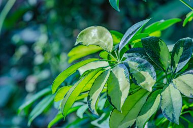 Doğal yeşil yapraklar bitkileri bahar ekolojisi yeşilliği olarak kullanır. Bahçede yetişen egzotik bitkinin taze yeşil yaprağının yakından çekimi. Yeşil bitki yaprakları. Bahçedeki yeşil yaprakların doğası.