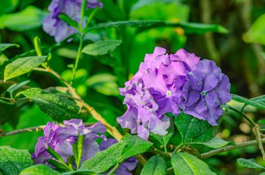 Süslü brunfelsia pauciflora çiçeği. Süslü, pauciflora tropikal, beyaz ve mor çiçekli çift renkli brunfelsia çiçeği.