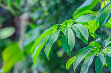 Doğal yeşil yapraklar bitkileri bahar ekolojisi yeşilliği olarak kullanır. Bahçede yetişen egzotik bitkinin taze yeşil yaprağının yakından çekimi. Yeşil bitki yaprakları. Bahçedeki yeşil yaprakların doğası.