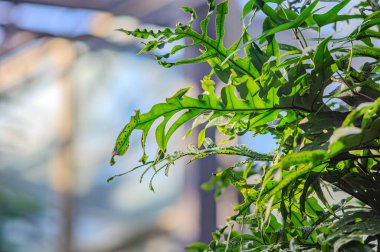 Altın polipodyum, altın yılan eğreltiotu Phlebodium aureum. Polypodiaceae ailesi. Manaus - Amazonia, Brezilya. Bulanık bir arka planda yılan eğreltiotu yaprakları. Eğreltiotu yaprakları