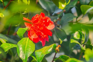 Azalea çiçekleri güçlü kırmızı bir renge sahiptir. Çiçek açan pembe açelya çiçekleri doğanın bahar arka planını kapatır. Çiçek arkaplanı taze açelya çiçekleri. Güzel Rhododendron. Botanik 'te ilkbahar