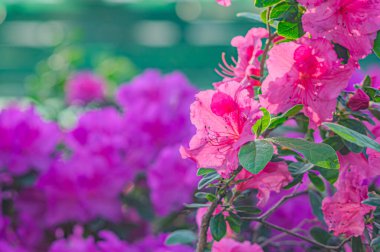 Rhododendron indicum, Japonya 'da yaşayan bir açelya Rhododendron türüdür. Kirishima-tsutsuji. Mor tonlarda güzel bir bahar çiçeği