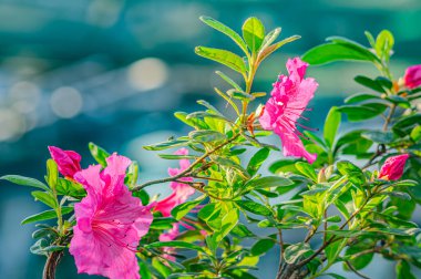 Rhododendron indicum, Japonya 'da yaşayan bir açelya Rhododendron türüdür. Kirishima-tsutsuji. Mor tonlarda güzel bir bahar çiçeği