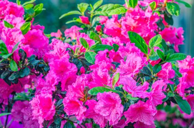 Rhododendron indicum, Japonya 'da yaşayan bir açelya Rhododendron türüdür. Kirishima-tsutsuji. Mor tonlarda güzel bir bahar çiçeği