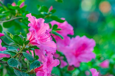 Rhododendron indicum, Japonya 'da yaşayan bir açelya Rhododendron türüdür. Kirishima-tsutsuji. Mor tonlarda güzel bir bahar çiçeği