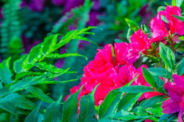 Azalea çiçekleri güçlü kırmızı bir renge sahiptir. Çiçek açan pembe açelya çiçekleri doğanın bahar arka planını kapatır. Çiçek arkaplanı taze açelya çiçekleri. Güzel Rhododendron. Botanik 'te ilkbahar
