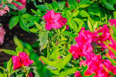 Rhododendron indicum, Japonya 'da yaşayan bir açelya Rhododendron türüdür. Kirishima-tsutsuji. Mor tonlarda güzel bir bahar çiçeği
