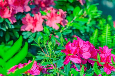 Rhododendron indicum, Japonya 'da yaşayan bir açelya Rhododendron türüdür. Kirishima-tsutsuji. Mor tonlarda güzel bir bahar çiçeği