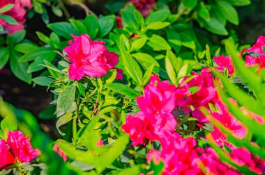 Rhododendron indicum, Japonya 'da yaşayan bir açelya Rhododendron türüdür. Kirishima-tsutsuji. Mor tonlarda güzel bir bahar çiçeği