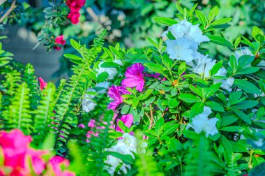 Rhododendron indicum, Japonya 'da yaşayan bir açelya Rhododendron türüdür. Kirishima-tsutsuji. Mor tonlarda güzel bir bahar çiçeği