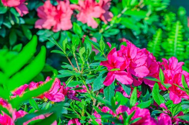 Rhododendron indicum, Japonya 'da yaşayan bir açelya Rhododendron türüdür. Kirishima-tsutsuji. Mor tonlarda güzel bir bahar çiçeği