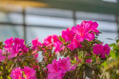 Rhododendron indicum, Japonya 'da yaşayan bir açelya Rhododendron türüdür. Kirishima-tsutsuji. Mor tonlarda güzel bir bahar çiçeği