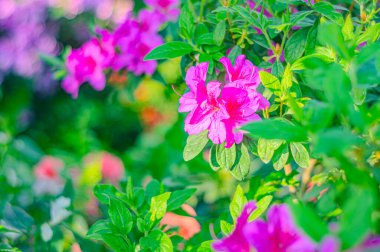 Rhododendron indicum, Japonya 'da yaşayan bir açelya Rhododendron türüdür. Kirishima-tsutsuji. Mor tonlarda güzel bir bahar çiçeği