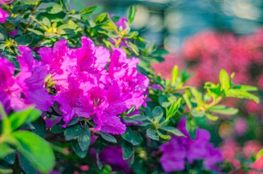 Rhododendron indicum, Japonya 'da yaşayan bir açelya Rhododendron türüdür. Kirishima-tsutsuji. Mor tonlarda güzel bir bahar çiçeği