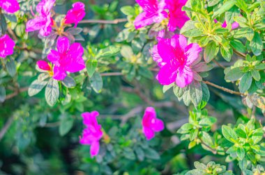 Rhododendron indicum, Japonya 'da yaşayan bir açelya Rhododendron türüdür. Kirishima-tsutsuji. Mor tonlarda güzel bir bahar çiçeği