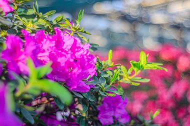 Rhododendron indicum, Japonya 'da yaşayan bir açelya Rhododendron türüdür. Kirishima-tsutsuji. Mor tonlarda güzel bir bahar çiçeği