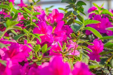 Rhododendron indicum, Japonya 'da yaşayan bir açelya Rhododendron türüdür. Kirishima-tsutsuji. Mor tonlarda güzel bir bahar çiçeği