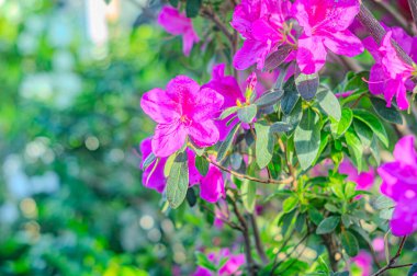 Rhododendron indicum, Japonya 'da yaşayan bir açelya Rhododendron türüdür. Kirishima-tsutsuji. Mor tonlarda güzel bir bahar çiçeği